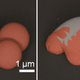 Image by Iowa State University